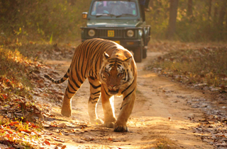 Day Trip to Ranthambore