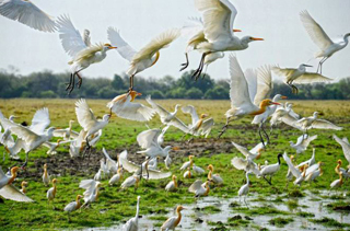 Golden Triangle Tour with Bharatpur
