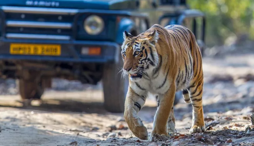 Golden Triangle Tour with Jim Corbett Safari