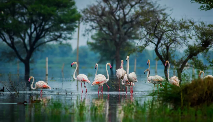 Golden Triangle with Bharatpur and Sariska