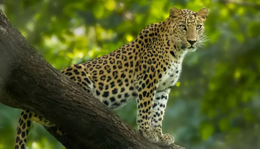 Golden Triangle with Jhalana Leopard Safari