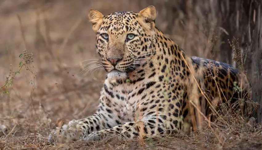 Jawai Leopard Safari from Jodhpur