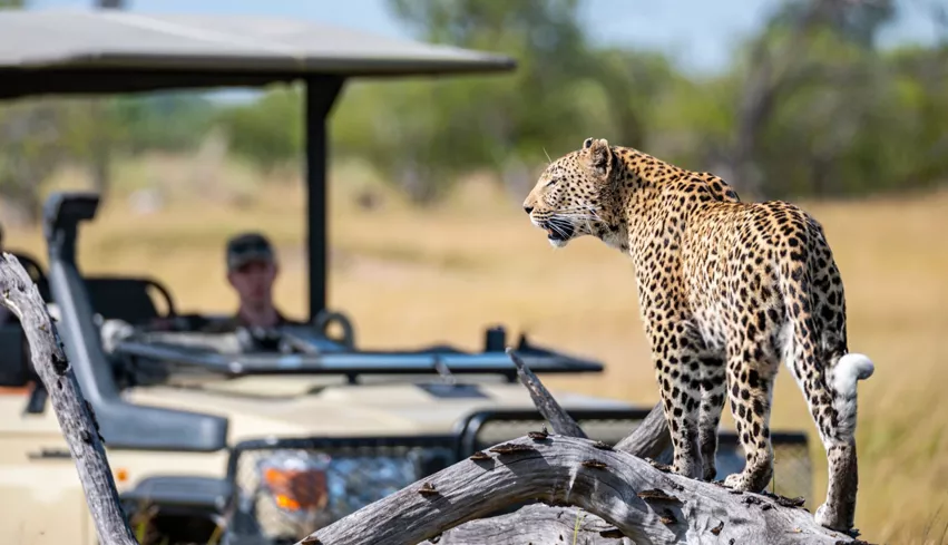 Jaipur Jhalana Leopard Safari Tour
