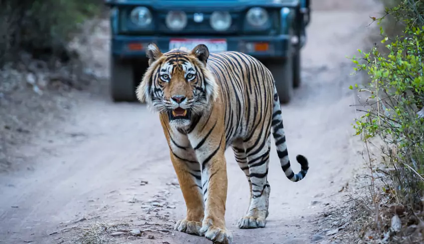 Golden Triangle with Ranthambore