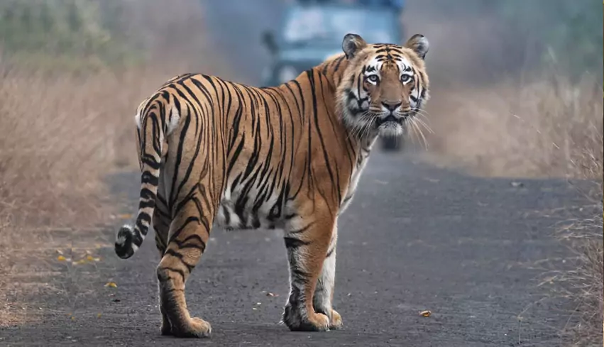 Golden Triangle with Sariska Wildlife