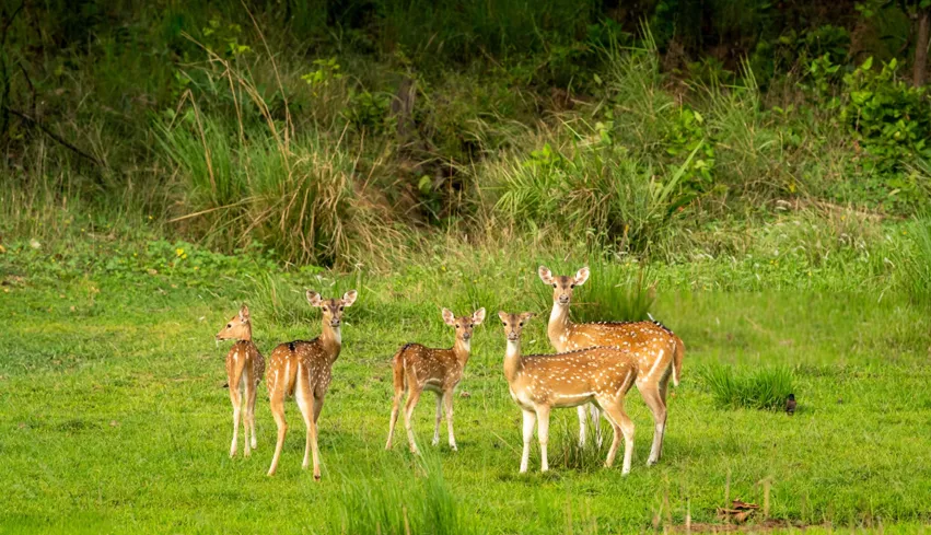 Rajasthan Wildlife & Heritage Tour